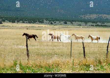 Une tête de chevaux qui courent dans l'herbe dans le sud-ouest Banque D'Images