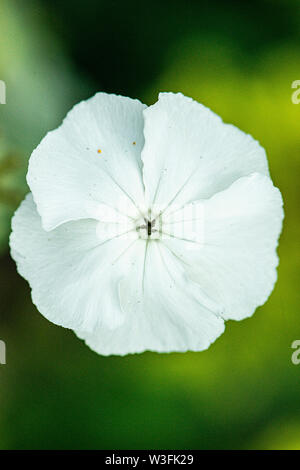La fleur d'un rose à fleurs blanches (campion Lychnis coronaria 'Alba') Banque D'Images