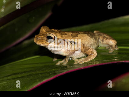 Le Nicaragua contre-banded tree frog (Smilisca puma) dans la région de Sarapiqui, Costa Rica Banque D'Images