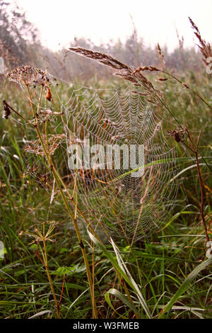 Entre Gossamer épillet et un brin d'herbe sur l'arrière-plan d'herbe dans le matin. L'herbe est verte. La couleur est d'or. De là une évidence floue Banque D'Images