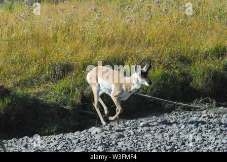 Gros plan d'une antilocapre galoper et sauter dans une rivière dans le Parc National de Yellowstone, Wyoming, USA Banque D'Images