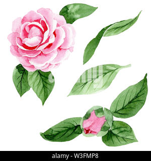 Camellia rose fleurs botanique floral. Contexte aquarelle illustration set. Camellia isolées de l'élément d'illustration. Banque D'Images