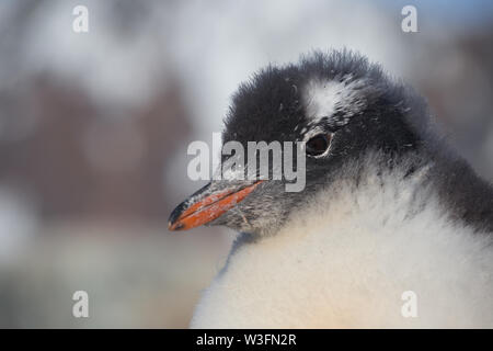 Gentoo pingouin poussins. Portrait bébé pingouin en Antarctique, îles Argentines. Banque D'Images