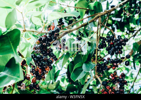 Bouquet de fruits bio plum Java, également connu sous le nom de Duhat ou Lomboy, est le raisins locaux aux Philippines. Le nom scientifique de la plante est Syzgium Banque D'Images