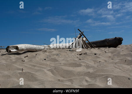 Un grand tronc d'un arbre emporté sur les rives d'une plage de Californie Banque D'Images