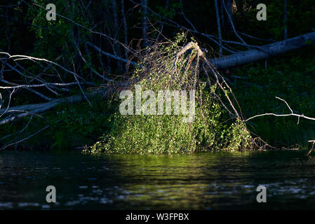 Soleil du soir faible lumière éclairant les feuilles d'un arbre tombé tremble coupé par castor sur les rives de la rivière Torne en Laponie suédoise Banque D'Images