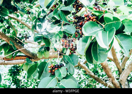 Bouquet de fruits bio plum Java, également connu sous le nom de Duhat ou Lomboy, est le raisins locaux aux Philippines. Le nom scientifique de la plante est Syzgium Banque D'Images