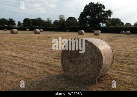 Fenaison, Big Balles Rondes Cheshire Farm. Banque D'Images