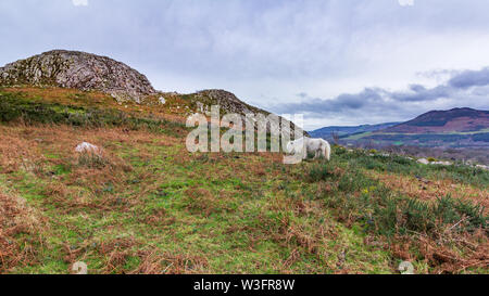 Un cheval blanc dans un pré de Bray Head surplombant le village de Bray dans la vallée ci-dessous Banque D'Images