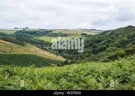 Chemin du sud-ouest de North Devon Banque D'Images