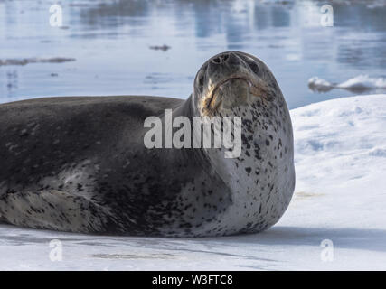 Prédateur naturel de l'Antarctique est leopard seal. Animal vous détendre allongé sur la glace. Banque D'Images