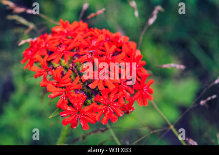 Lychnis fleur rouge. Lychnis fleur Scarlet calcédoine, lat. Lychnis chalcedonica, fleurit dans le jardin. Banque D'Images