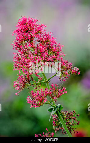Close-up de centranthus ruber, connu sous de nombreux noms, y compris rouge de valériane. Banque D'Images
