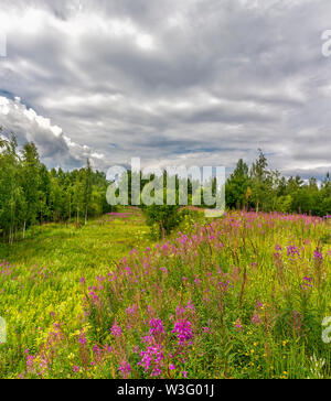 Paysage d'été ciel nuageux et blooming Ivan-plateau dans la région de Léningrad. Banque D'Images