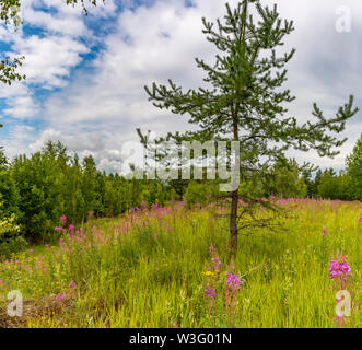 Paysage d'été ciel nuageux et blooming Ivan-plateau dans la région de Léningrad. Banque D'Images