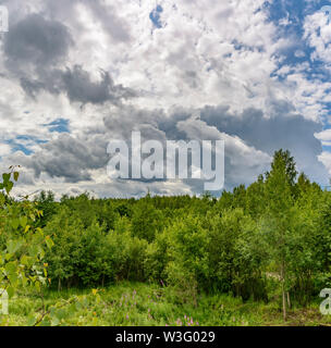 Paysage d'été ciel nuageux et blooming Ivan-plateau dans la région de Léningrad. Banque D'Images