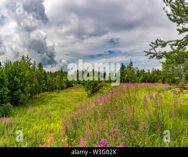 Paysage d'été ciel nuageux et blooming Ivan-plateau dans la région de Léningrad. Banque D'Images