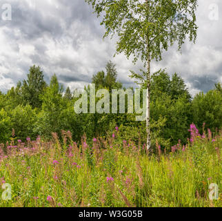 Paysage d'été ciel nuageux et blooming Ivan-plateau dans la région de Léningrad. Banque D'Images