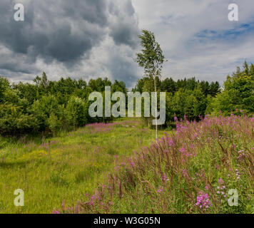 Paysage d'été ciel nuageux et blooming Ivan-plateau dans la région de Léningrad. Banque D'Images