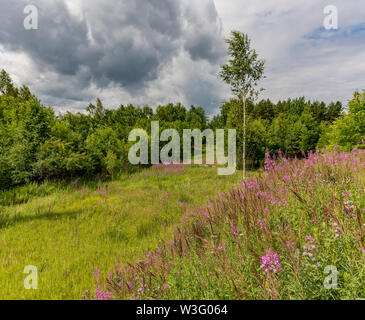 Paysage d'été ciel nuageux et blooming Ivan-plateau dans la région de Léningrad. Banque D'Images