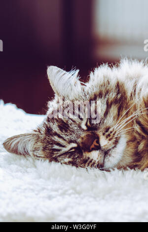 Adorable chat à dormir. Kitty gris prend une sieste. Le sommeil des animaux, animal pan. Des animaux marrants. Le chat Persan est couchée sur une couverture blanche. La gentillesse, l'innocence concept. Soft, lumière blanche. Banque D'Images