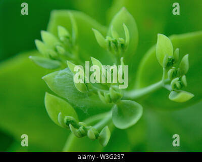 Close up de showy stonecrop Hylotelephium spectabile bourgeons, Banque D'Images