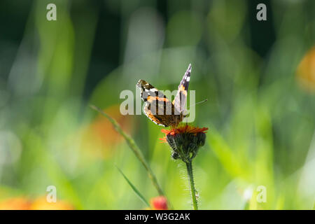 Un papillon Vulcain (Vanessa atalanta) se nourrissent de la Sauvagette 'Fox et d'oursons' (Pilosella aurantiaca), communément connu sous le nom de 'l'épervière Orange'. Banque D'Images