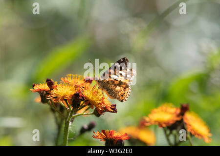 Un papillon belle dame (Vanessa cardui) se nourrissent de la Sauvagette 'Fox et d'oursons' (Pilosella aurantiaca), également connu sous le nom de "maux" Pinceau Banque D'Images