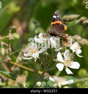 Un papillon Vulcain (Vanessa atalanta) sur les fleurs blanches d'un (des ronces Rubus fruticosus) dans une haie dans Aberdeenshire Banque D'Images