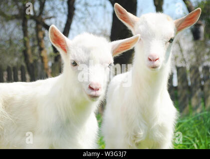 Deux jeunes chèvres blanches au milieu de l'herbe verte par une chaude journée de printemps. Deux frères debout à côté de l'autre et à la recherche de joie et de bonheur Banque D'Images