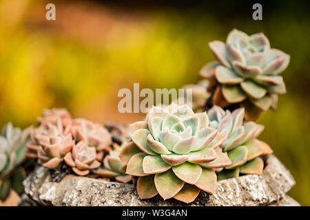 Les plantes succulentes Echeveria gris dans un pot avec fond doré Banque D'Images