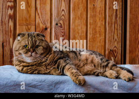 Scottish Fold se trouve sur une texture de bois. Beau chat multicolore rayures jaune-vert avec les yeux. Lop-eared kitten looking at camera. Portrait d'animaux. Banque D'Images