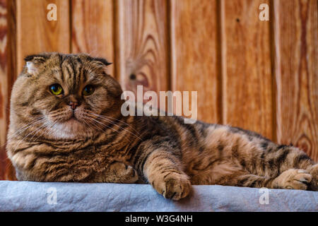Scottish Fold se trouve sur une texture de bois. Beau chat multicolore rayures jaune-vert avec les yeux. Lop-eared kitten looking at camera. Portrait d'animaux. Banque D'Images