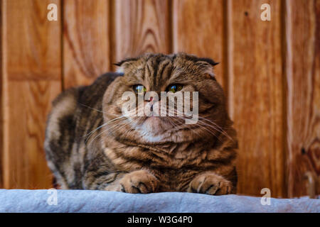 Scottish Fold se trouve sur une texture de bois. Beau chat multicolore rayures jaune-vert avec les yeux. Lop-eared chaton ne regardent pas d'appareil photo. Port d'animaux Banque D'Images