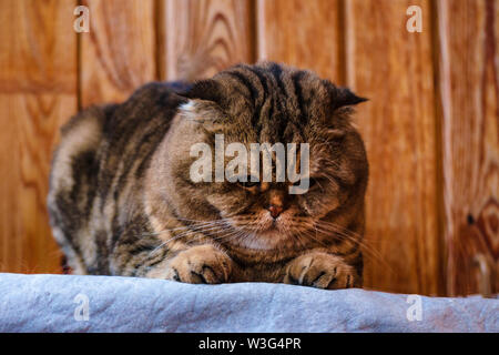 Scottish Fold se trouve sur une texture de bois. Beau chat multicolore rayures jaune-vert avec les yeux. Lop-eared chaton ne regardent pas d'appareil photo. Port d'animaux Banque D'Images