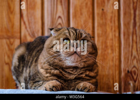 Scottish Fold se trouve sur une texture de bois. Beau chat multicolore rayures jaune-vert avec les yeux. Lop-eared chaton ne regardent pas d'appareil photo. Port d'animaux Banque D'Images