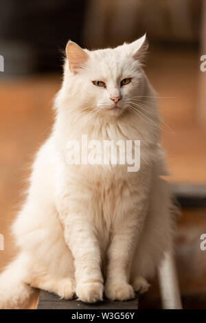 Chat norvégien blanc Forrest posant au lever du soleil. Banque D'Images