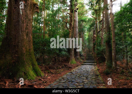 Daimonzaka célèbre géant à l'intérieur du sentier menant à la forêt de cyprès, Nachi tombe, le Japon Banque D'Images