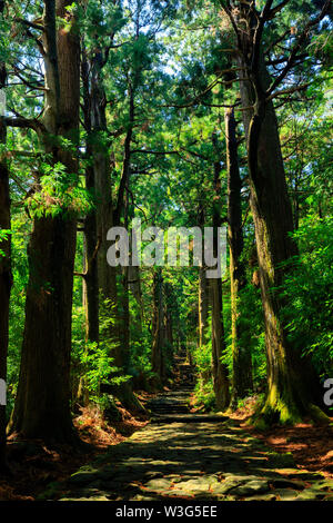 Daimonzaka célèbre géant à l'intérieur du sentier menant à la forêt de cyprès, Nachi tombe, le Japon Banque D'Images