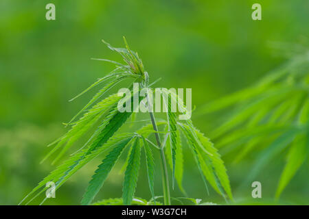 Cannabis sativa, feuilles de marihuana, photographie de plantes médicales. Banque D'Images