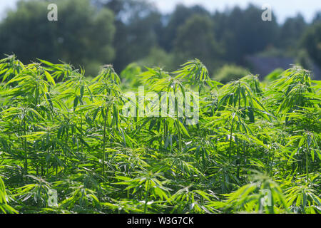 Cannabis sativa, feuilles de marihuana, photographie de plantes médicales. Banque D'Images