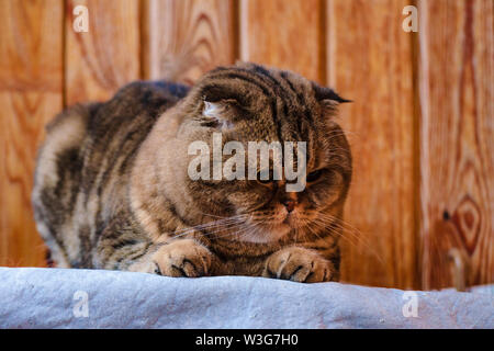 Scottish Fold se trouve sur une texture de bois. Beau chat multicolore rayures jaune-vert avec les yeux. Lop-eared chaton ne regardent pas d'appareil photo. Port d'animaux Banque D'Images