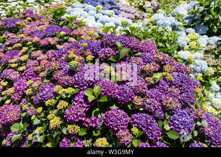 Hortensias en fleurs Banque D'Images