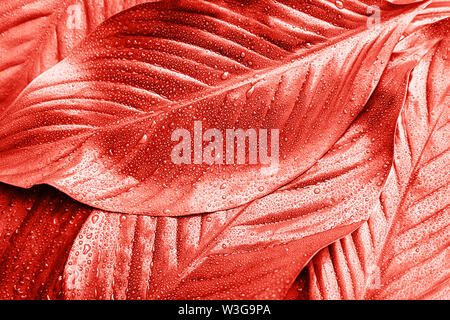 Fond corail rose faite de feuilles fraîches. Banque D'Images