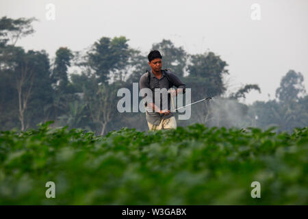 La pulvérisation de pesticide dans l'agriculteur du champ de pommes de terre à Munshiganj à Dhaka, Bangladesh Banque D'Images