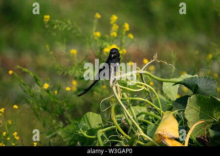 A Black Drongo appelé aussi Fingey. Munshiganj, au Bangladesh. Banque D'Images