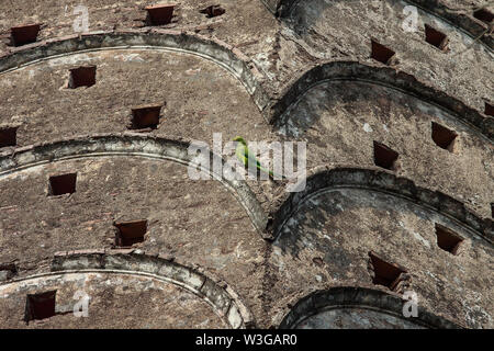 Héron pourpré, localement appelé Shabuj Tia se percher sur le mur d'Sonarang Temple double. Munshiganj, au Bangladesh. Banque D'Images