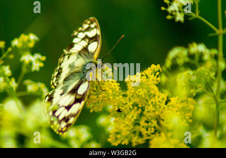 Marbré de blanc, Melanargia galathea, papillon sur les fleurs sauvages jaune macro close up Banque D'Images