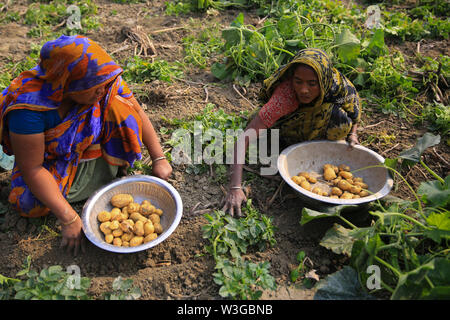 Les femmes à la récolte des pommes en provenance du terrain. Munshiganj, au Bangladesh. Banque D'Images