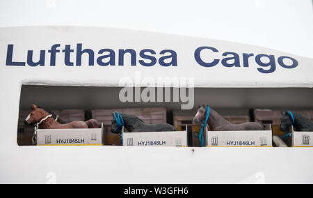 09 juillet 2019, Hessen, Frankfurt/Main : une section par un avion modèle montre comment les chevaux sont logés dans la soute. Lufthansa Cargo', une filiale de Lufthansa, exploite l'Animal "Lounge" à l'aéroport de la métropole principale, une des plus grandes et des plus modernes des stations de transport en commun pour cargaison vivante en Europe. Photo : Andreas Arnold/dpa Banque D'Images